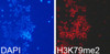 Immunofluorescence analysis of 293T cells using DiMethyl-Histone H3-K79 Polyclonal Antibody