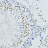 Immunohistochemistry of paraffin-embedded Rat testis using MonoMethyl-Histone H4-K20 Polyclonal Antibody at dilution of  1:200 (40x lens).