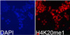 Immunofluorescence analysis of 293T cells using MonoMethyl-Histone H4-K20 Polyclonal Antibody