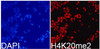 Immunofluorescence analysis of 293T cells using DiMethyl-Histone H4-K20 Polyclonal Antibody