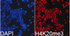 Immunofluorescence analysis of 293T cells using TriMethyl-Histone H4-K20 Polyclonal Antibody