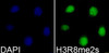 Immunofluorescence analysis of 293T cells using Symmetric DiMethyl-Histone H3-R8 Polyclonal Antibody