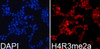 Immunofluorescence analysis of 293T cells using Asymmetric DiMethyl-Histone H4-R3 Polyclonal Antibody