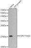 Western blot analysis of extracts of various cell lines using Asymmetric DiMethyl-Histone H3-R17 Polyclonal Antibody.