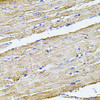 Immunohistochemistry of paraffin-embedded Rat heart using FLNB Polyclonal Antibody at dilution of  1:100 (40x lens).