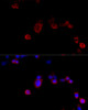 Immunofluorescence analysis of NIH/3T3 cells using FLNB Polyclonal Antibody at dilution of  1:100 (40x lens). Blue: DAPI for nuclear staining.