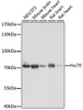 Western blot analysis of extracts of various cell lines using Hsc70 Polyclonal Antibody at dilution of 1:1000.