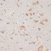 Immunohistochemistry of paraffin-embedded Mouse spinal cord using AXIN2 Polyclonal Antibody at dilution of  1:100 (40x lens).
