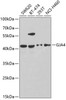 Western blot analysis of extracts of various cell lines using GJA4 Polyclonal Antibody at dilution of 1:1000.