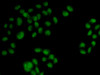 Immunofluorescence analysis of HeLa cells using OAS1 Polyclonal Antibody