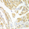 Immunohistochemistry of paraffin-embedded Mouse heart using PCBP2 Polyclonal Antibody at dilution of  1:100 (40x lens).