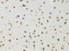 Immunohistochemistry of paraffin-embedded Rat brain using TMPO Polyclonal Antibody at dilution of  1:100 (40x lens).