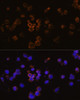 Immunofluorescence analysis of Jurkat cells using RANKL Polyclonal Antibody at dilution of  1:100. Blue: DAPI for nuclear staining.
