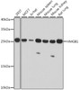 Western blot analysis of extracts of various cell lines using HMGB1 Polyclonal Antibody at dilution of 1:1000.