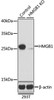 Western blot analysis of extracts from normal (control) and HMGB1 knockout (KO) 293T cells using HMGB1 Polyclonal Antibody at dilution of 1:1000.