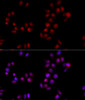 Immunofluorescence analysis of HeLa cells using HMGB1 Polyclonal Antibody at dilution of  1:100 (40x lens). Blue: DAPI for nuclear staining.