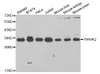 Western blot analysis of extracts of various cell lines using YWHAQ Polyclonal Antibody at dilution of 1:1000.