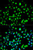 Immunofluorescence analysis of HeLa cells using YWHAQ Polyclonal Antibody