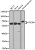 Western blot analysis of extracts of various cell lines using PDCD4 Polyclonal Antibody at dilution of 1:1000.