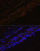 Immunofluorescence analysis of Rat bronchus cells using KRT7 Polyclonal Antibody at dilution of  1:100. Blue: DAPI for nuclear staining.