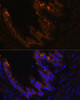 Immunofluorescence analysis of Mouse bronchus cells using KRT7 Polyclonal Antibody at dilution of  1:100. Blue: DAPI for nuclear staining.