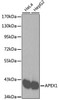 Western blot analysis of extracts of various cell lines using APEX1 Polyclonal Antibody.