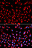 Immunofluorescence analysis of U2OS cells using CLDN11 Polyclonal Antibody