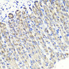 Immunohistochemistry of paraffin-embedded Mouse stomach using MAPKBP1 Polyclonal Antibody at dilution of  1:100 (40x lens).