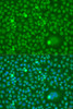 Immunofluorescence analysis of U2OS cells using CDK10 Polyclonal Antibody at dilution of  1:100. Blue: DAPI for nuclear staining.