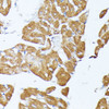 Immunohistochemistry of paraffin-embedded Rat heart using TRAP1 Polyclonal Antibody at dilution of  1:100 (40x lens).