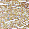 Immunohistochemistry of paraffin-embedded Mouse heart using TRAP1 Polyclonal Antibody at dilution of  1:100 (40x lens).