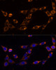 Immunofluorescence analysis of NIH-3T3 cells using TRAP1 Polyclonal Antibody at dilution of  1:100 (40x lens). Blue: DAPI for nuclear staining.