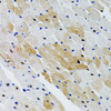 Immunohistochemistry of paraffin-embedded Rat heart using PTPN11 Polyclonal Antibody at dilution of  1:100 (40x lens).