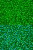 Immunofluorescence analysis of U2OS cells using PTPN11 Polyclonal Antibody at dilution of  1:100. Blue: DAPI for nuclear staining.