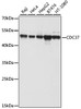 Western blot analysis of extracts of various cell lines using CDC37 Polyclonal Antibody at dilution of 1:1000.