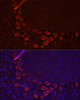 Immunofluorescence analysis of Mouse brain using SLC1A1 Polyclonal Antibody at dilution of  1:100. Blue: DAPI for nuclear staining.