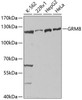 Western blot analysis of extracts of various cell lines using GRM8 Polyclonal Antibody at dilution of 1:1000.