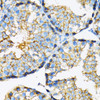 Immunohistochemistry of paraffin-embedded Mouse testis using MCT1/SLC16A1 Polyclonal Antibody at dilution of  1:100 (40x lens).