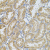 Immunohistochemistry of paraffin-embedded Rat kidney using MMP10 Polyclonal Antibody at dilution of  1:100 (40x lens).