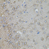 Immunohistochemistry of paraffin-embedded Mouse brain using MMP10 Polyclonal Antibody at dilution of  1:100 (40x lens).