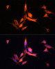 Immunofluorescence analysis of NIH-3T3 cells using MMP10 Polyclonal Antibody at dilution of  1:100 (40x lens). Blue: DAPI for nuclear staining.