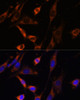 Immunofluorescence analysis of NIH-3T3 cells using CKMT1B Polyclonal Antibody at dilution of  1:100 (40x lens). Blue: DAPI for nuclear staining.