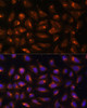 Immunofluorescence analysis of U-2 OS cells using CKMT1B Polyclonal Antibody at dilution of  1:100 (40x lens). Blue: DAPI for nuclear staining.