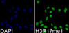 Immunofluorescence analysis of 293T cells using MonoMethyl-Histone H3-R17 Polyclonal Antibody