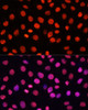 Immunofluorescence analysis of HeLa cells using MonoMethyl-Histone H3-R17 Polyclonal Antibody at dilution of  1:100. Blue: DAPI for nuclear staining.