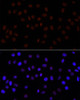 Immunofluorescence analysis of HeLa cells using Symmetric DiMethyl-Histone H3-R26 Polyclonal Antibody at dilution of  1:100. Blue: DAPI for nuclear staining.