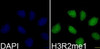Immunofluorescence analysis of 293T cells using MonoMethyl-Histone H3-R2 Polyclonal Antibody