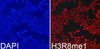 Immunofluorescence analysis of 293T cells using MonoMethyl-Histone H3-R8 Polyclonal Antibody
