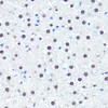 Immunohistochemistry of paraffin-embedded Rat liver using Symmetric DiMethyl-Histone H4-R3 Polyclonal Antibody at dilution of  1:100 (40x lens).