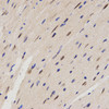 Immunohistochemistry of paraffin-embedded Mouse heart using FAM160B2 Polyclonal Antibody at dilution of  1:200 (40x lens).
